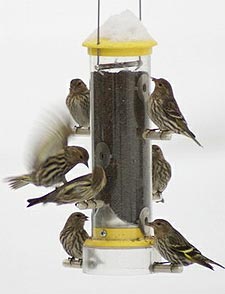 http://www.birds.cornell.edu/NetCommunity/view.image?Id=1453