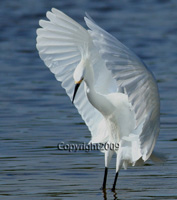 Honorable Mention Native Birds David Erdman
