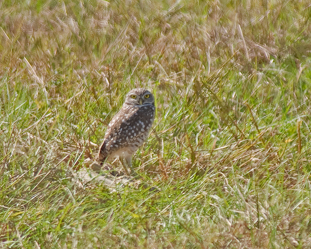 Burrowing Owl