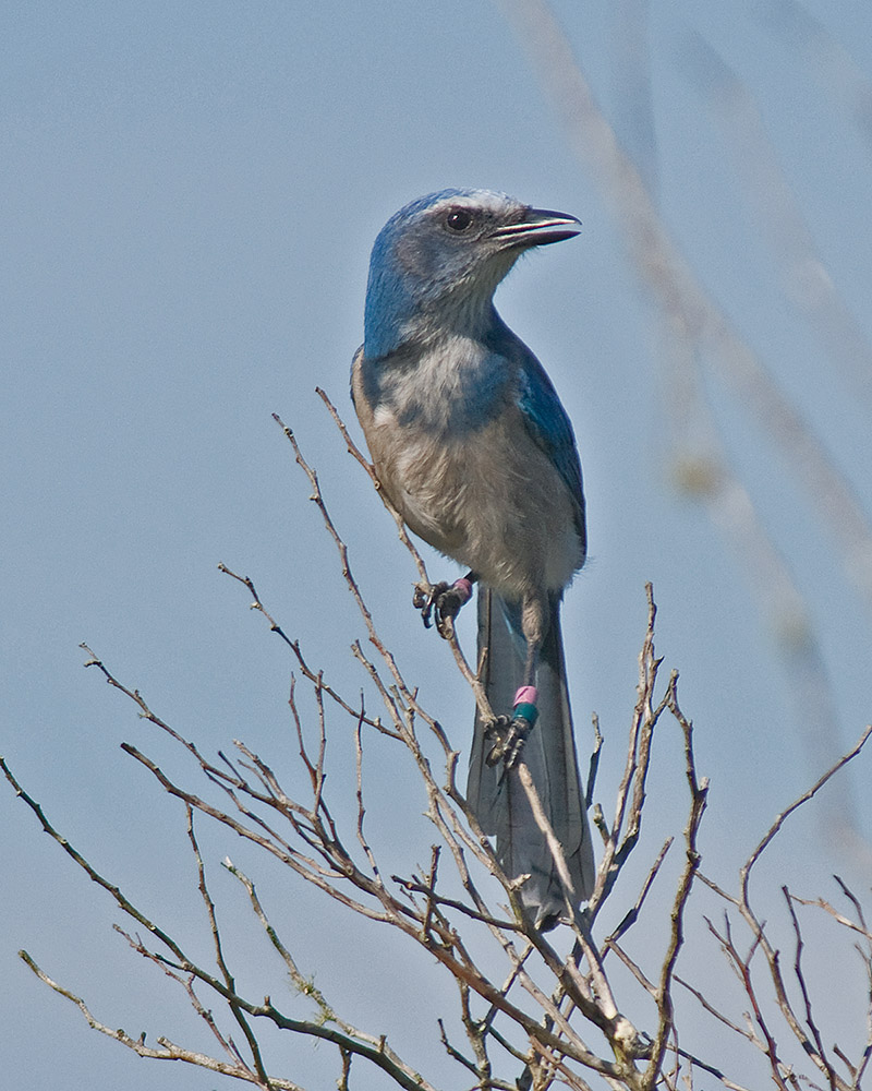 Scrub Jay