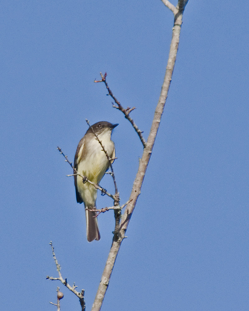 eastern Phoebe