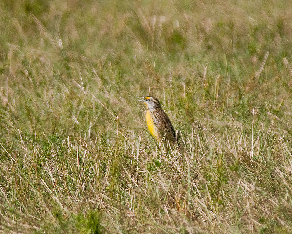 Eastern Meadowlark