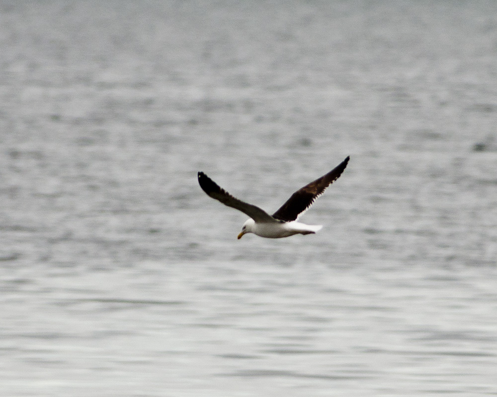 Kelp Gull