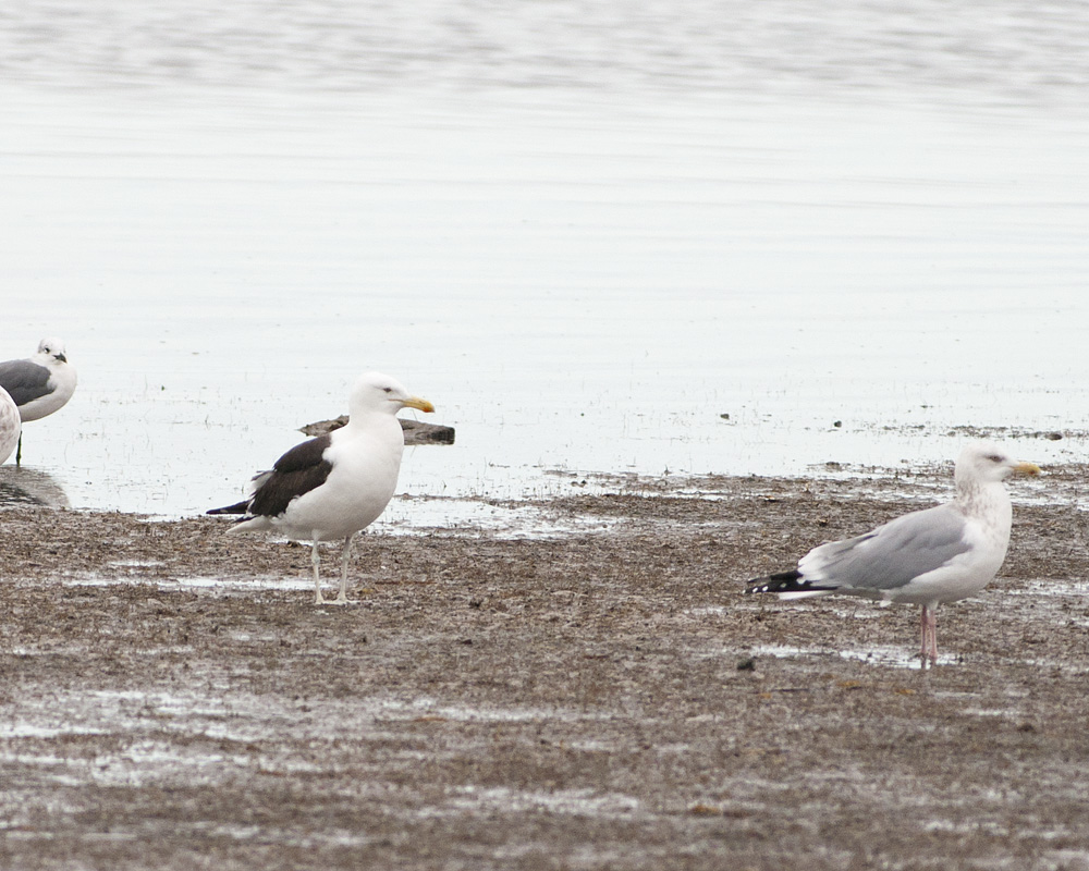Kelp Gull
