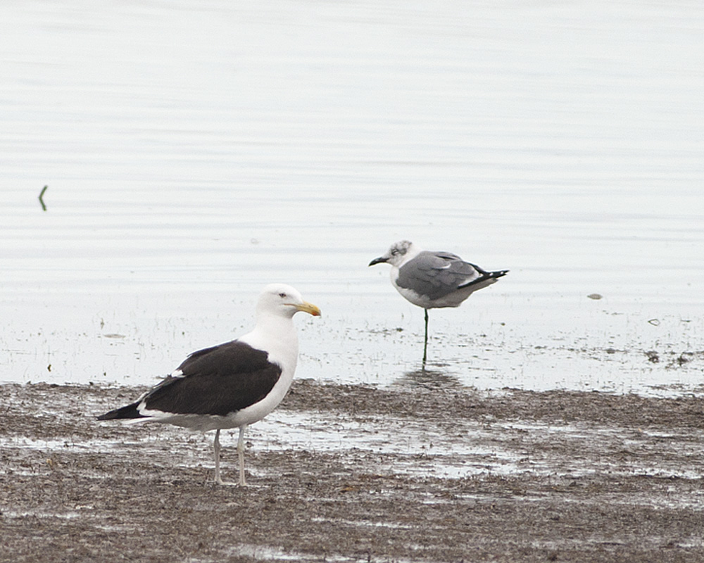 Kelp Gull
