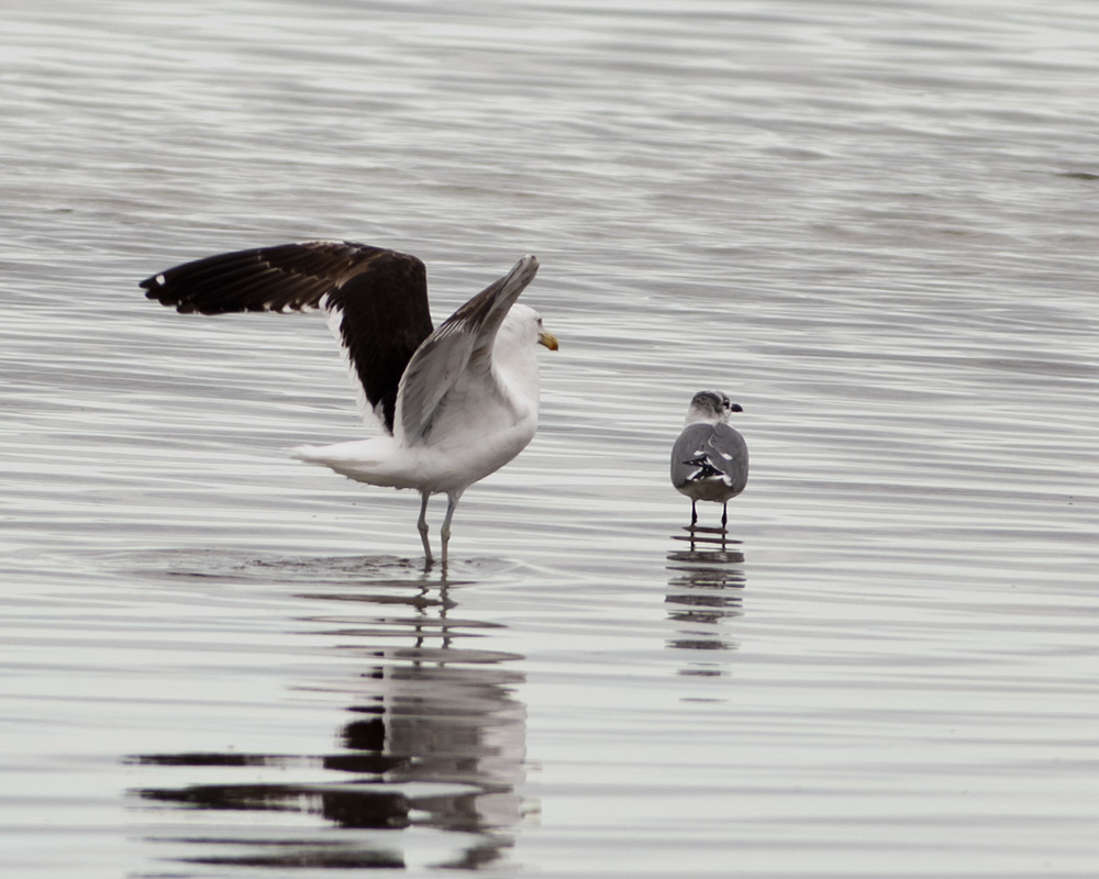 Kelp Gull