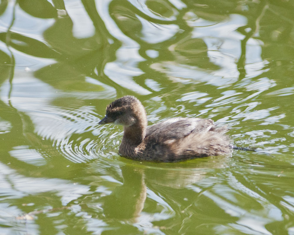 Pied-billed Grebe