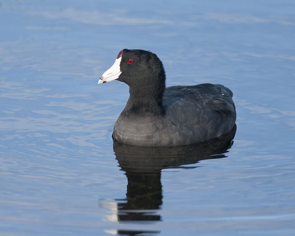 American Coot
