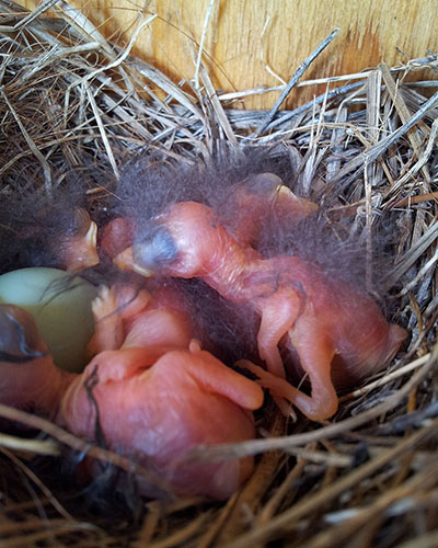 E. Bluebird