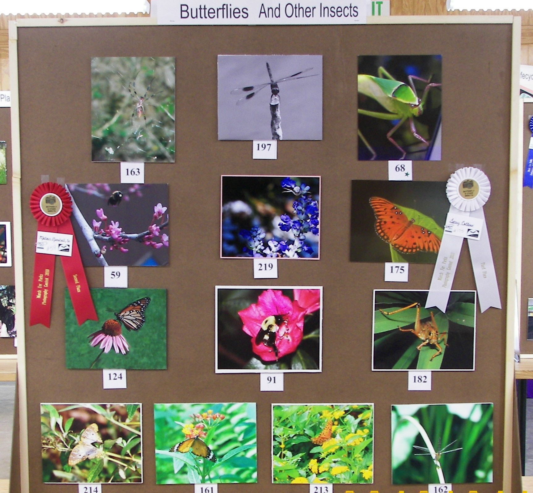 Butterflys
