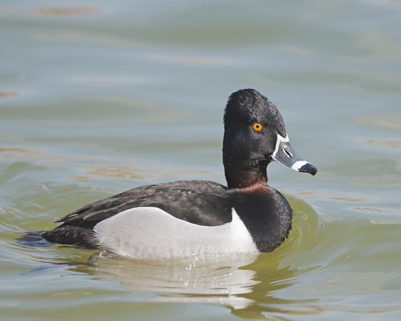 Ring
                          Necked Duck