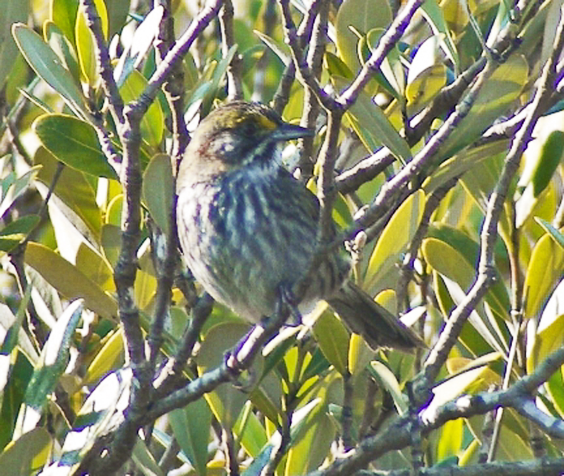 Seaside Sparrow