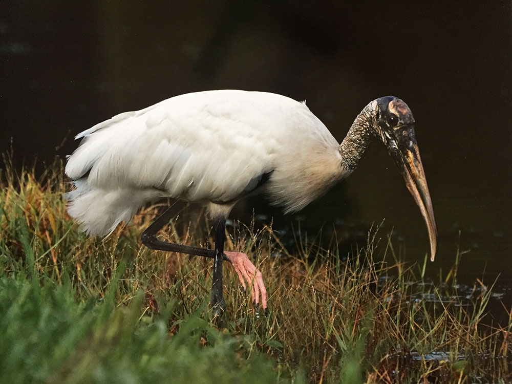 Woodstork