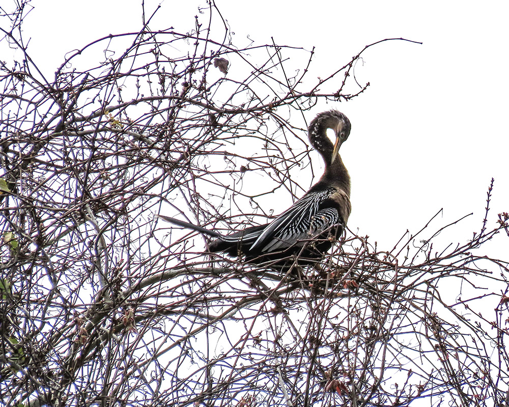 Anhinga2