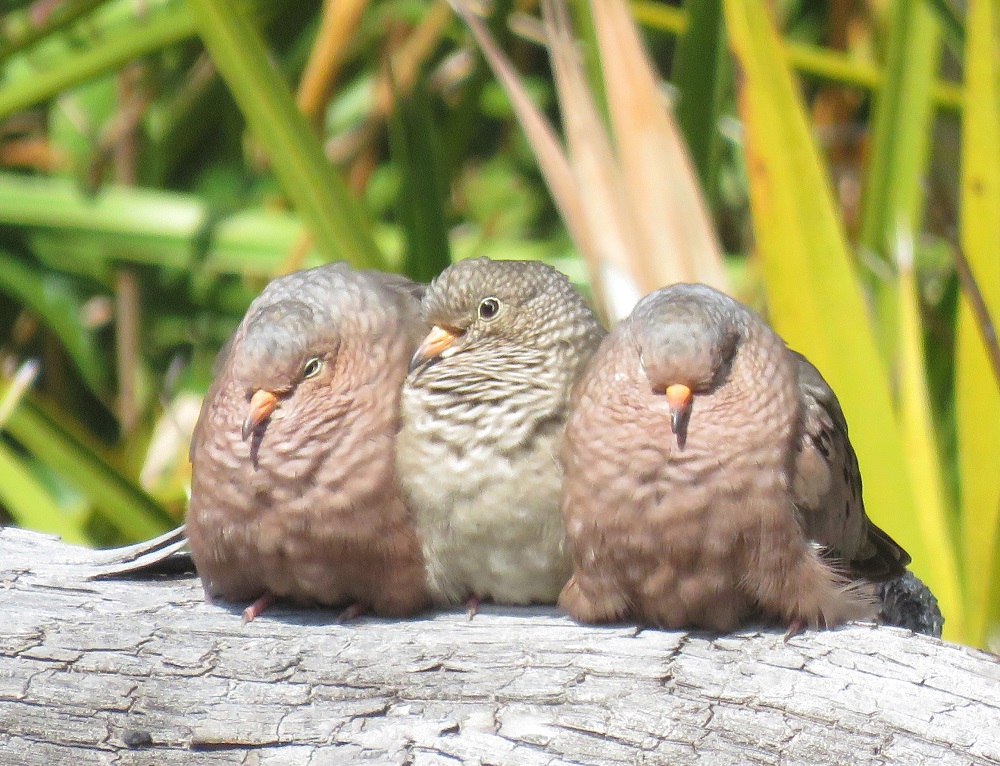 Ground Dove Friends