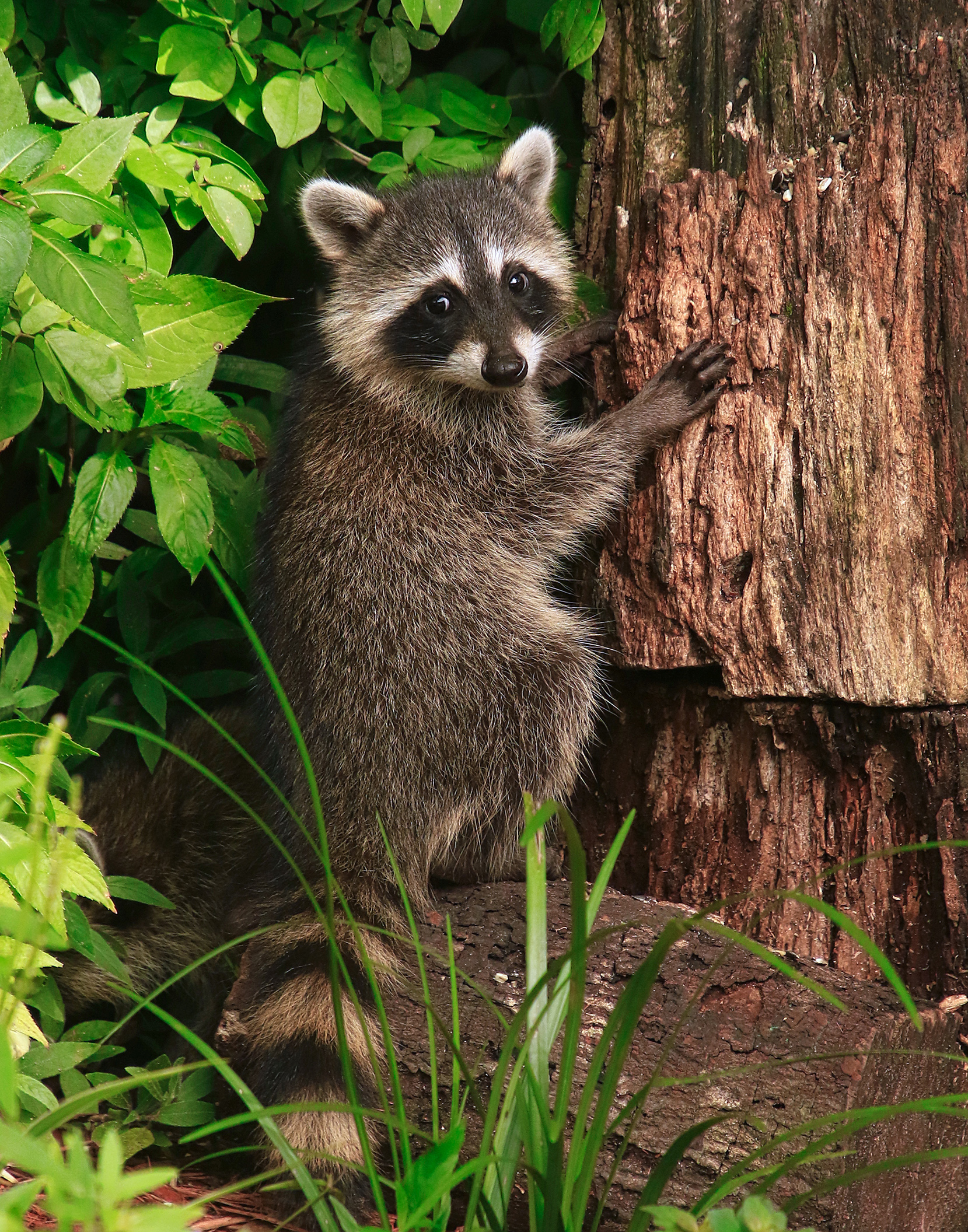 Raccoon