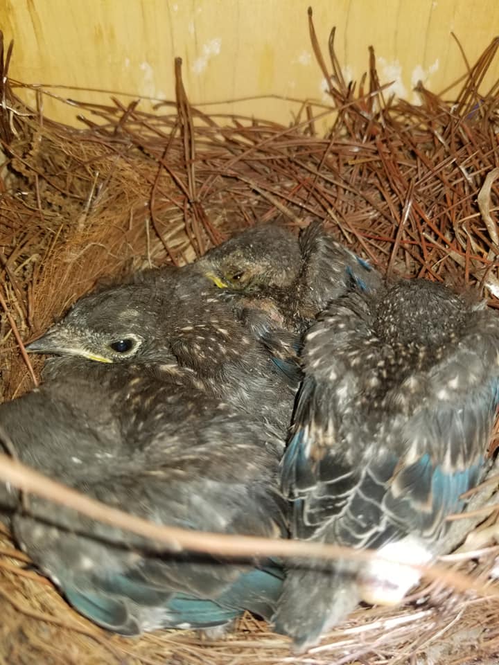 Nest BBChicks