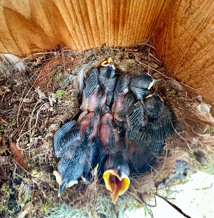 nest