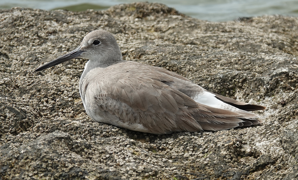 Willet