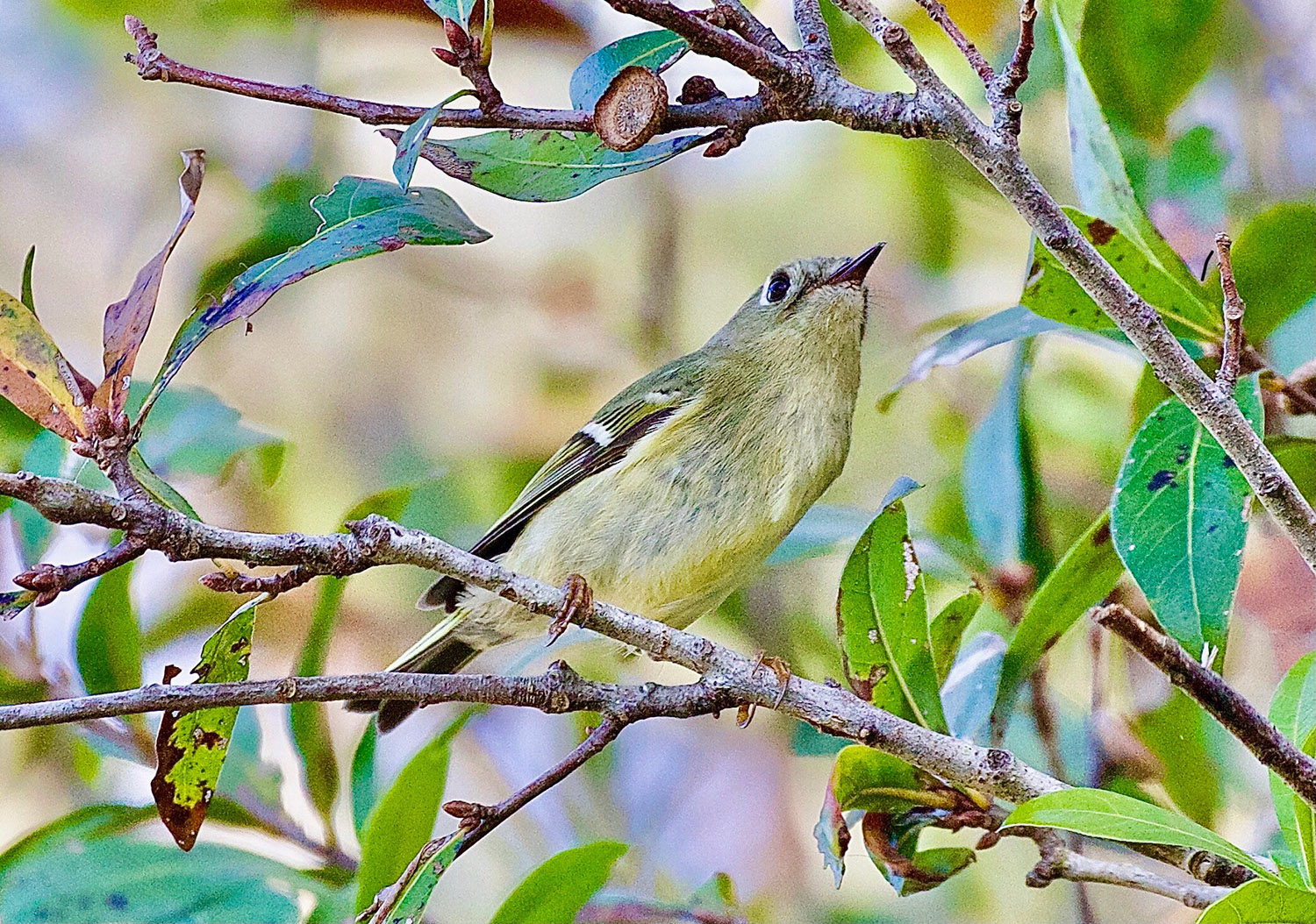 RC Kinglet