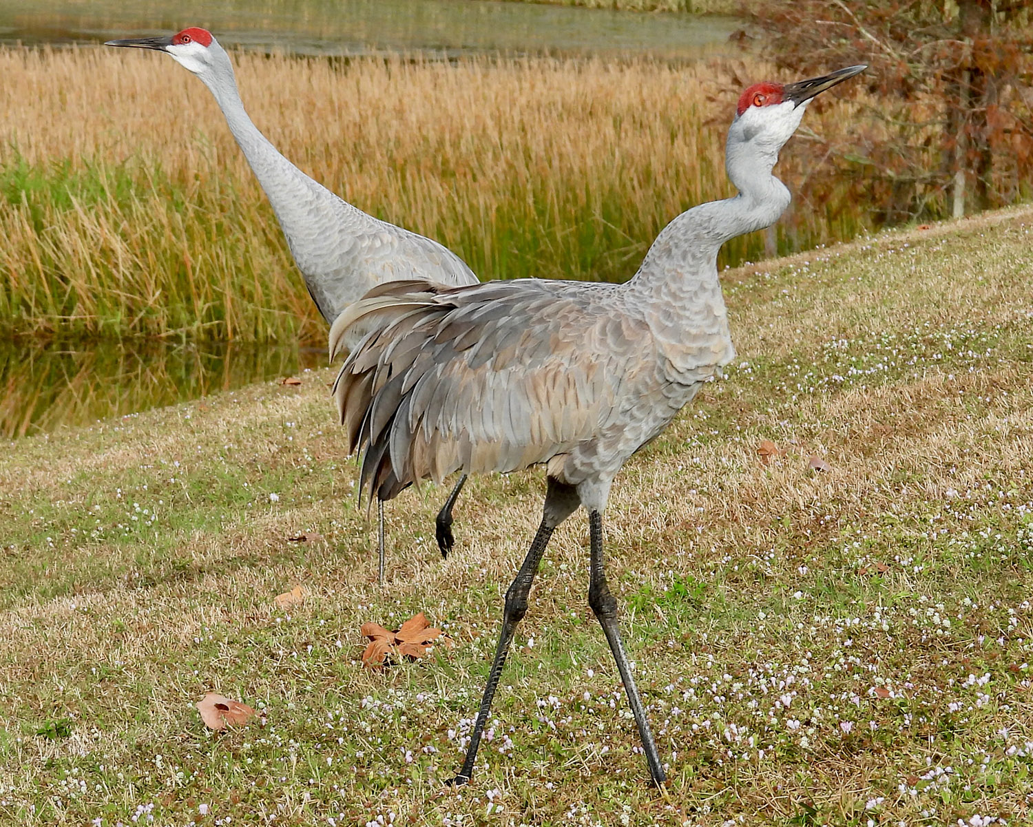 Crane