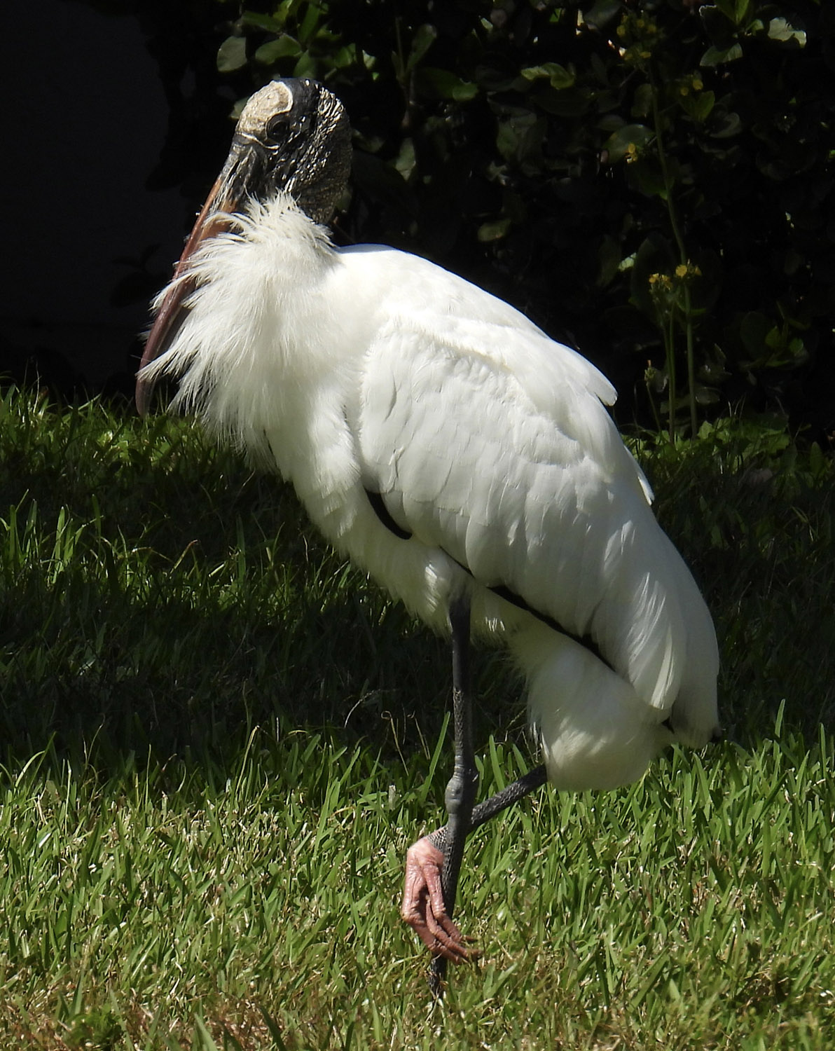 Woodstork