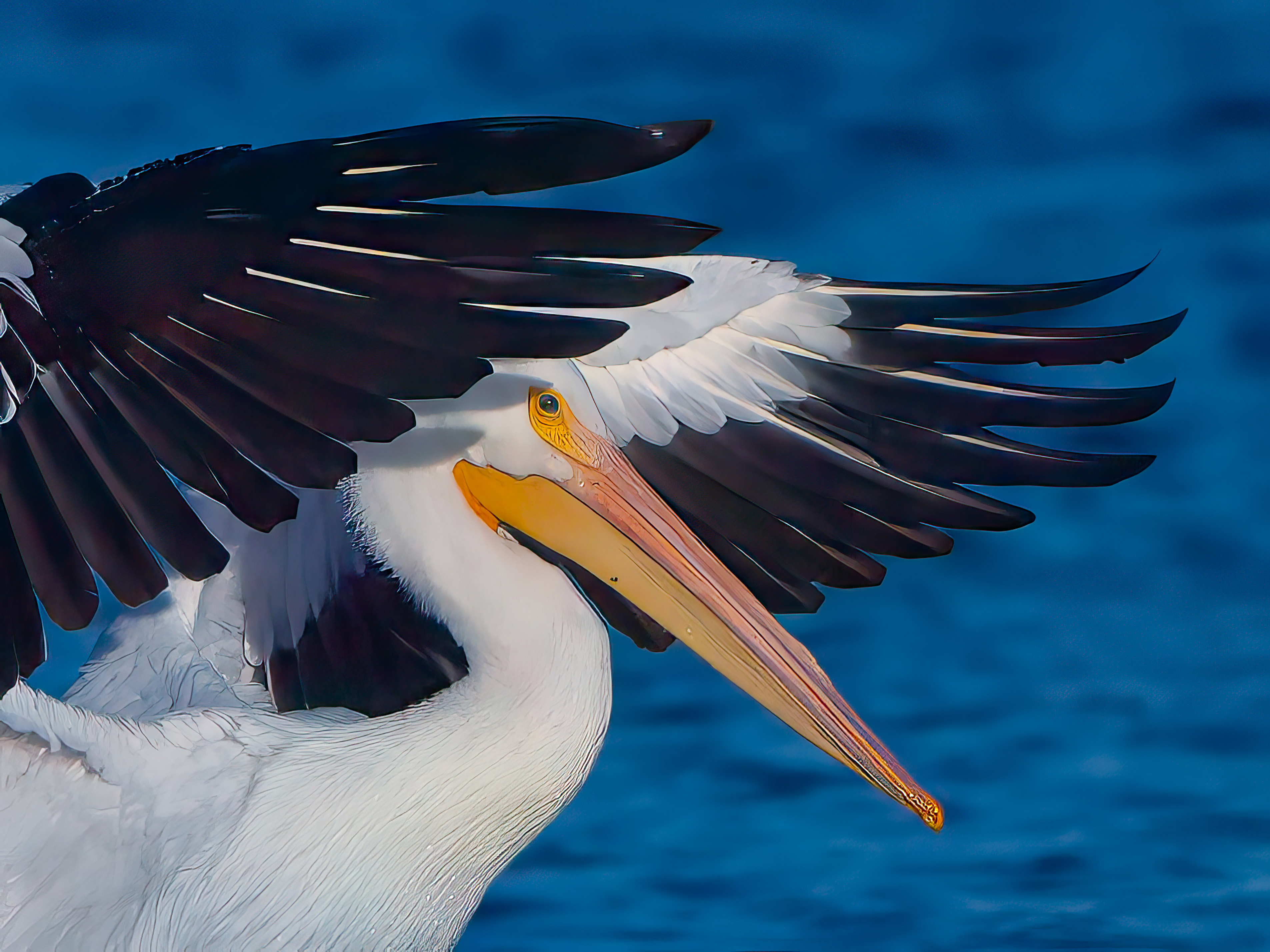 Pelican