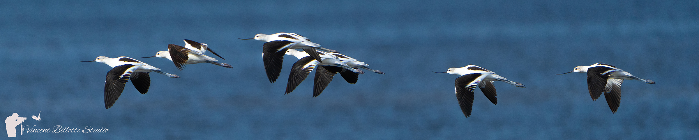 Avocets Avocets