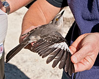 Northern Mocking Bird