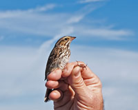 Savannah Sparrow