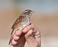 Swamp Sparrow