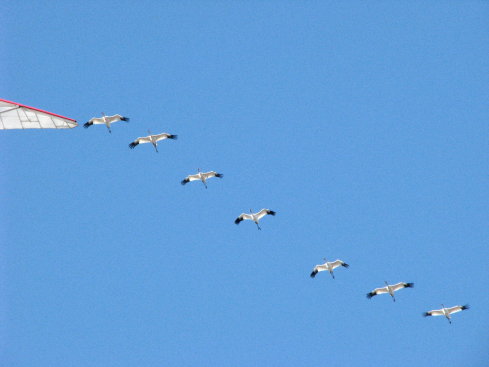 Here they come
