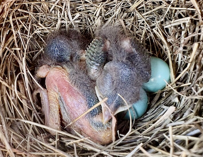 nest