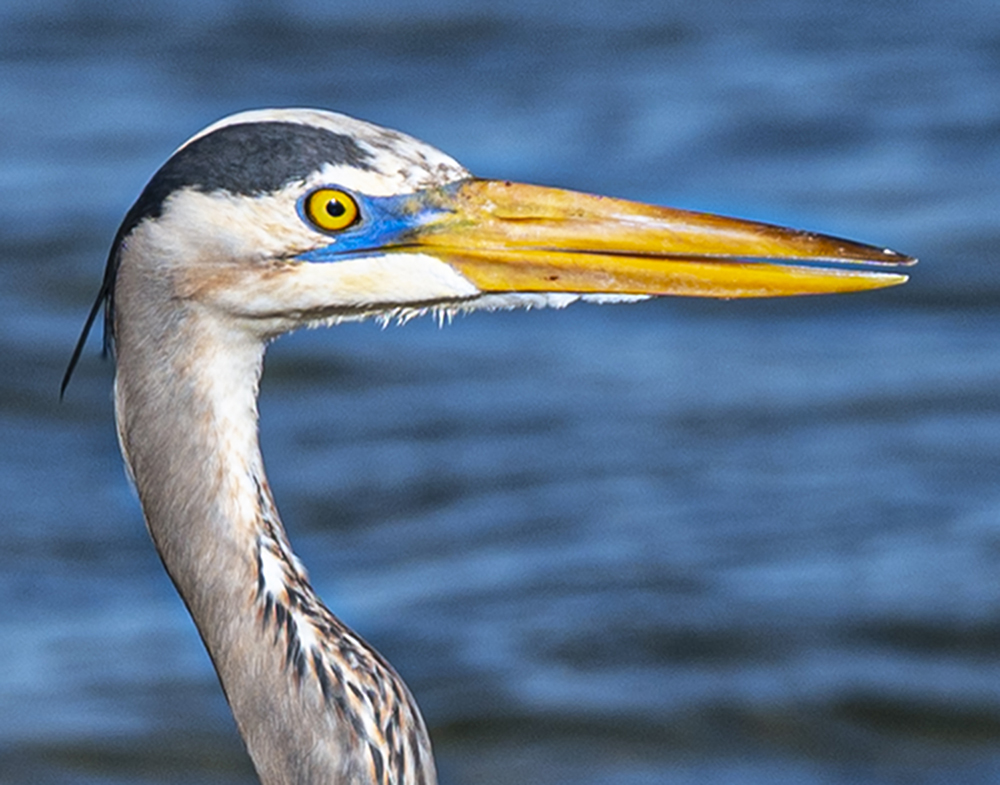 Blue Heron