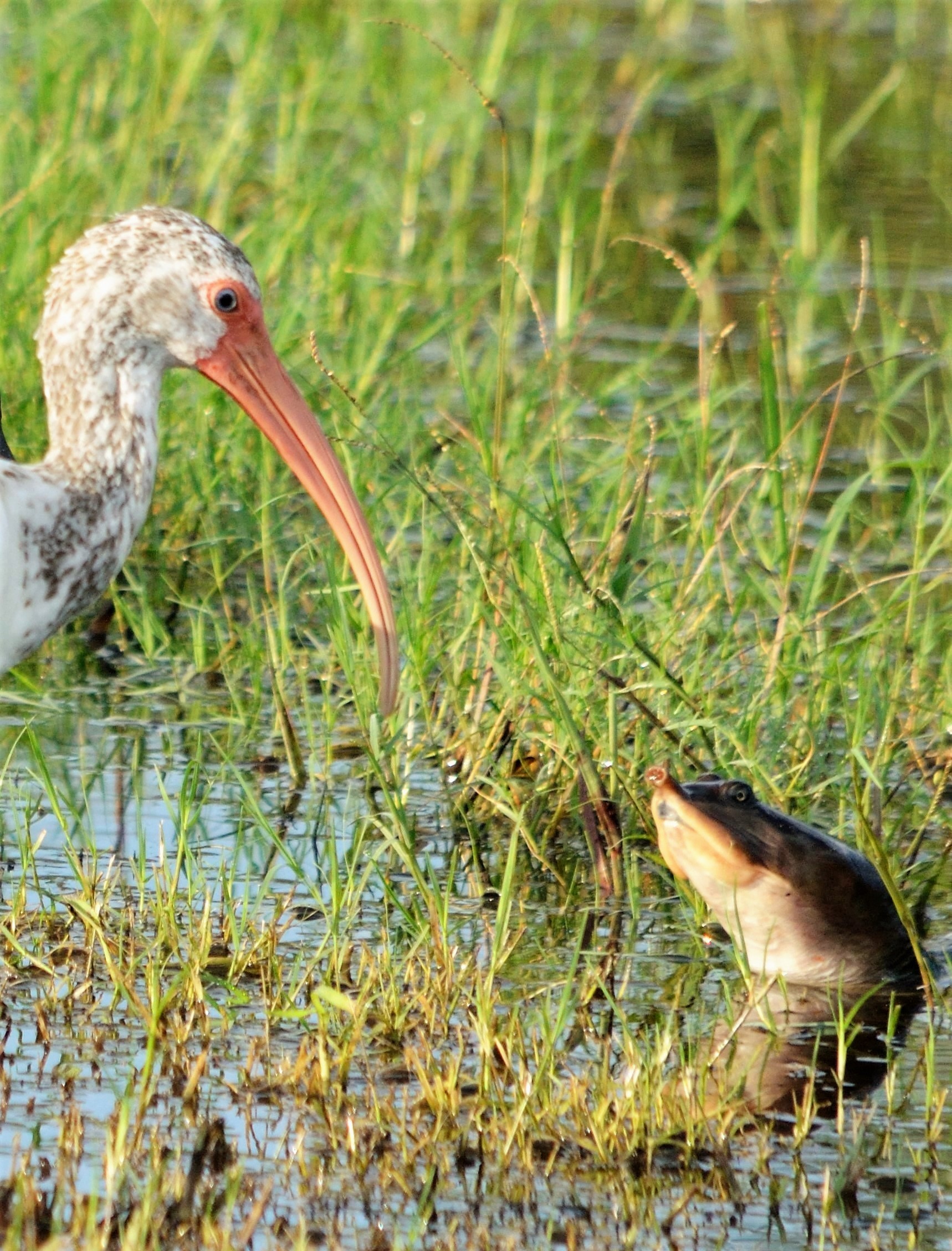 Ibis & Turtle
