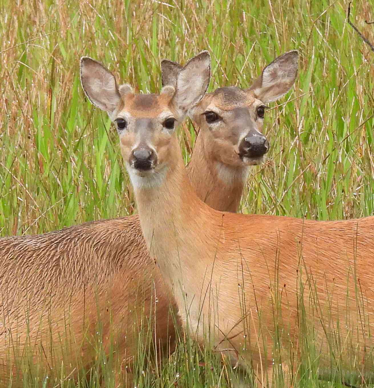 2Deer