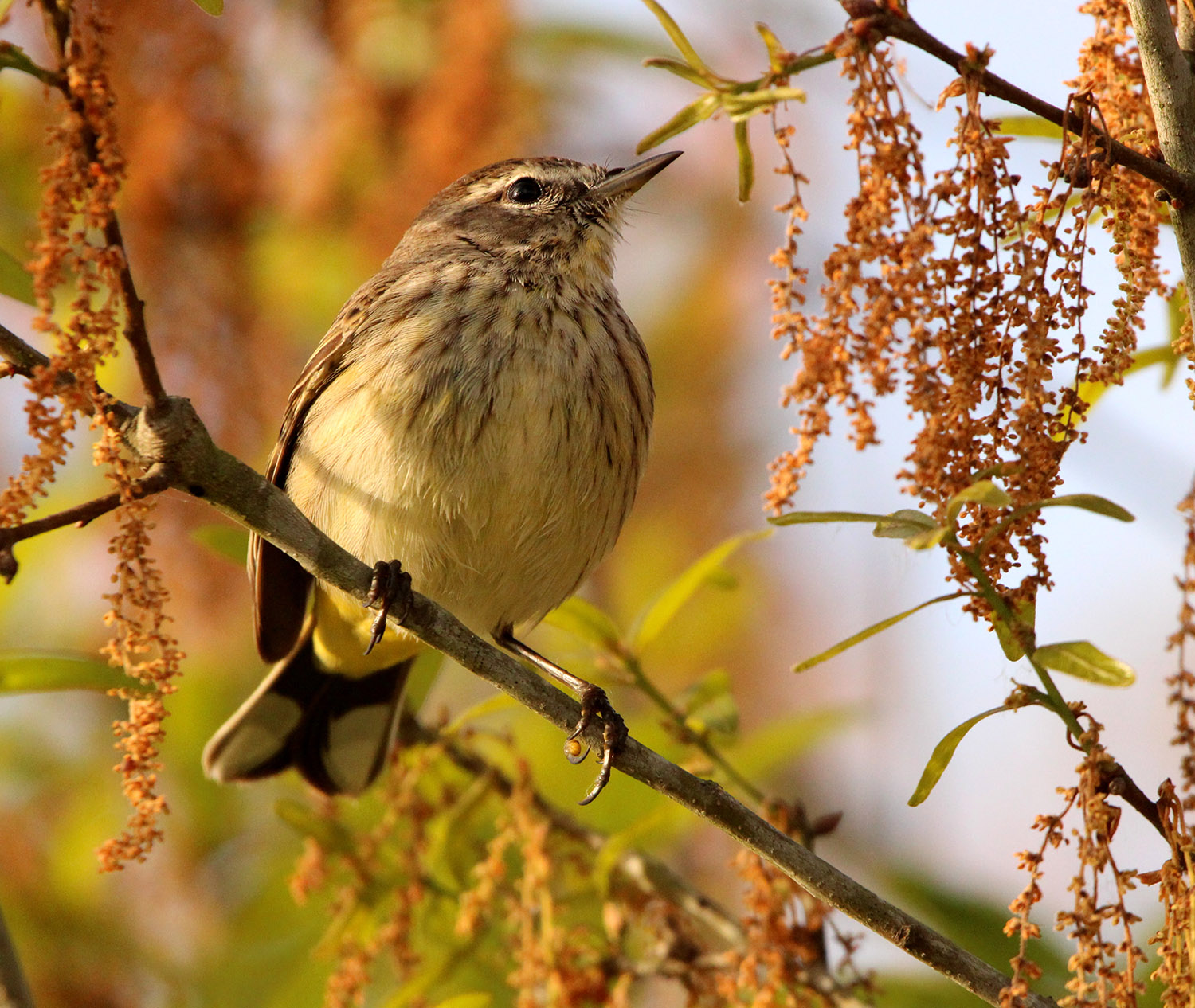 Palm Warbler