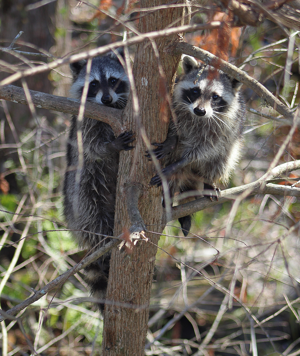 Racoons
