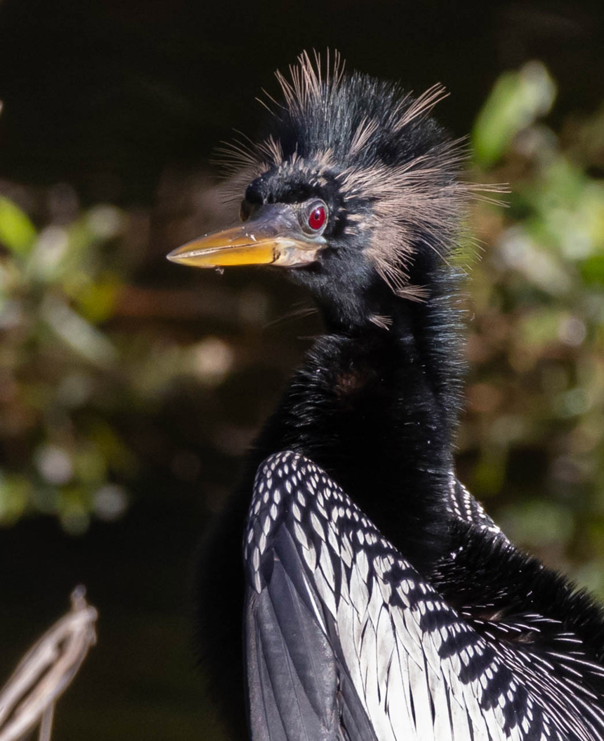 Anhinga