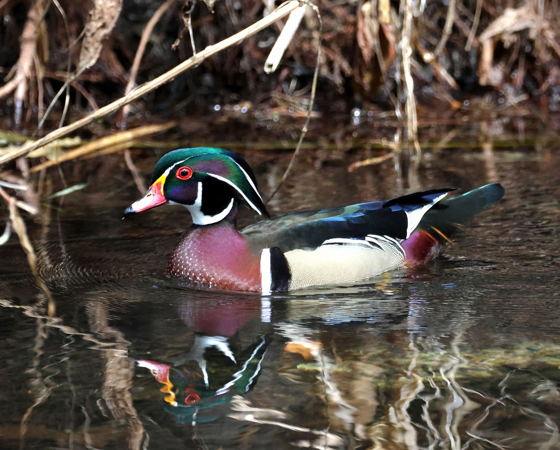 Wood Duck