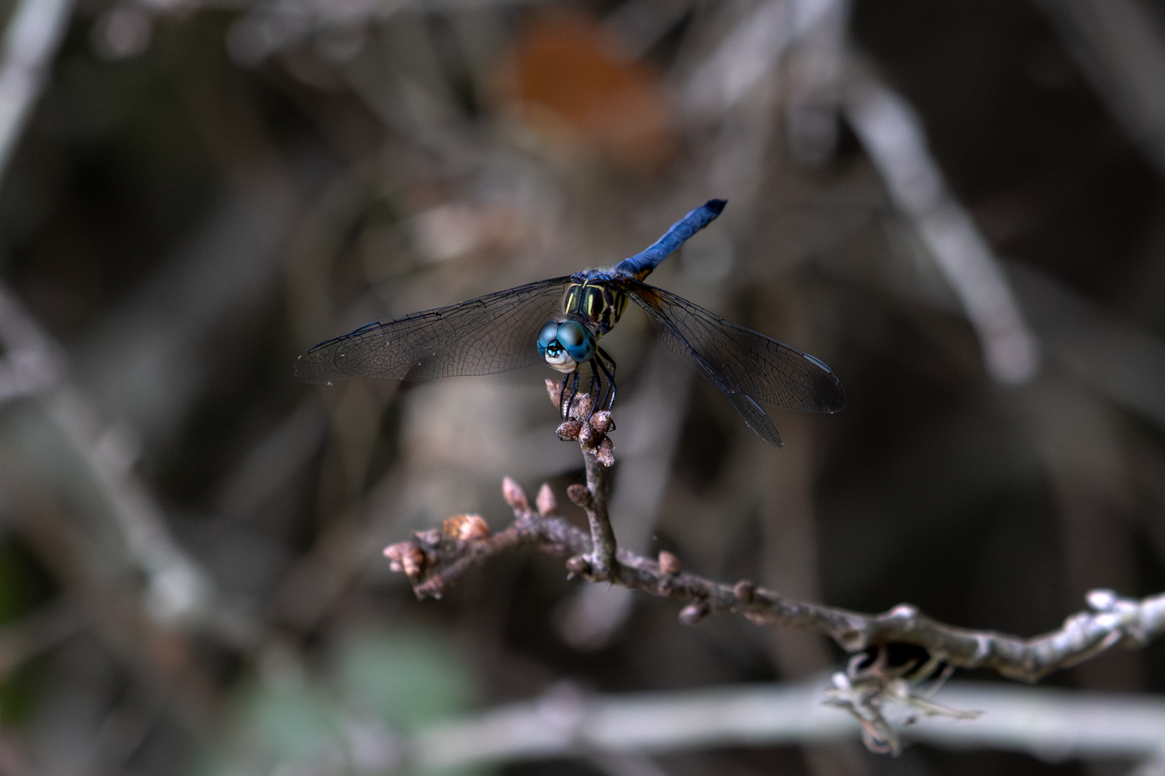 Dragonfly